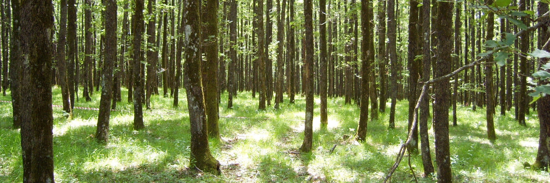 Yeşil Doku ve Ormanların Korunmasında Sivil Toplum Kuruluşlarının Rolü