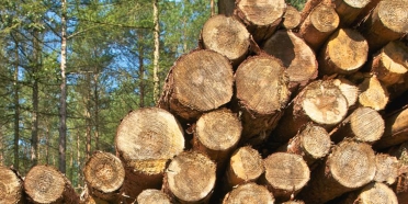Ormansızlaşmaya Neden Olan Odun Üretimi Modelinden Vazgeçilmelidir