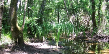 Su Basar Orman Kavramı ve İğneada Longozları