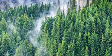 Kentsel Ekosistemler, Ormanlar ve Yangınlar Üzerine