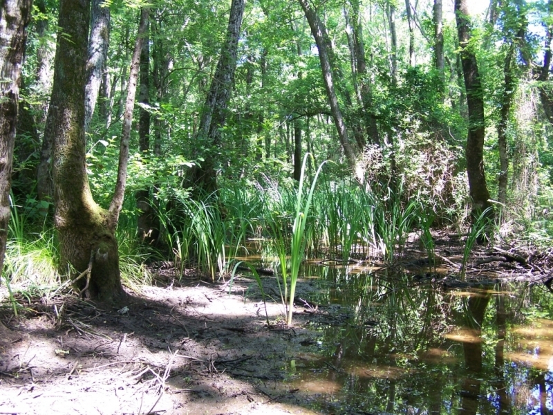Su Basar Orman Kavramı ve İğneada Longozları