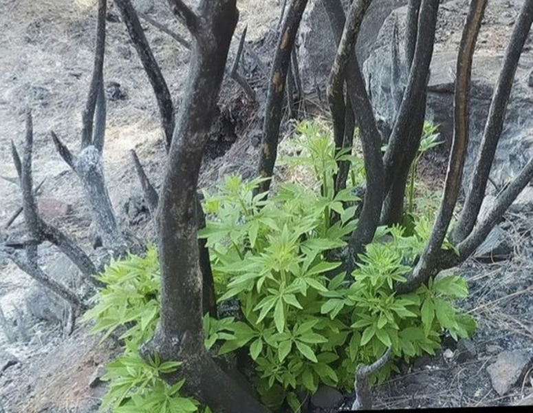 Marmaris Orman Yangını (Fotoğraflar: Tolga Gök)