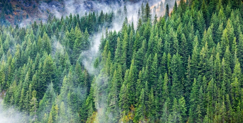 Kentsel Ekosistemler, Ormanlar Ve Yangınlar Üzerine