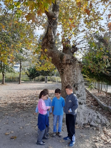 Düzce Perihan Tulan İlkokulu Ağaç Rallisi etkinliği