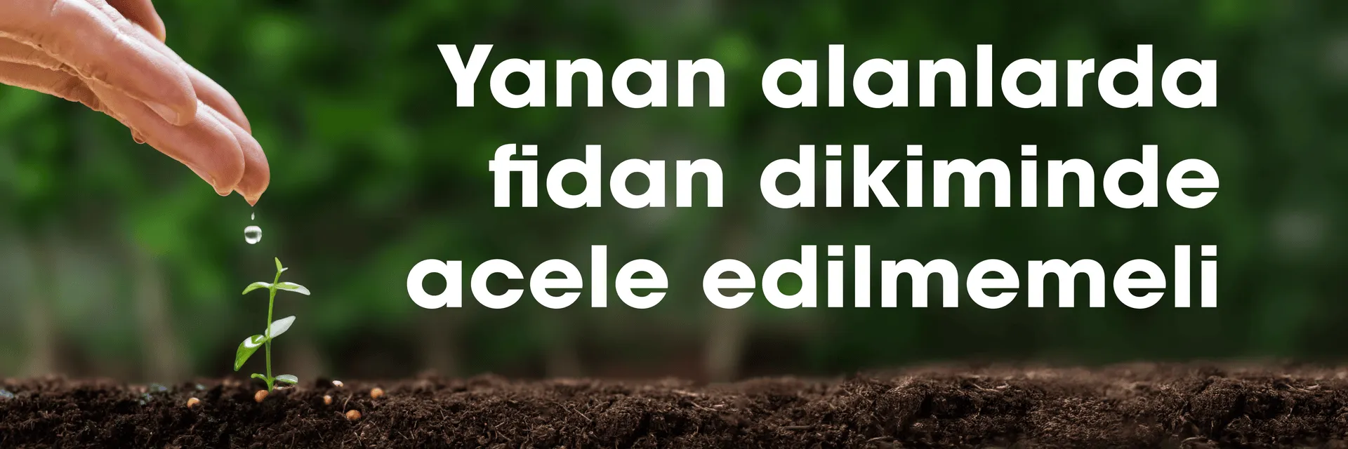 Yanan alanlarda fidan dikiminde acele edilmemeli