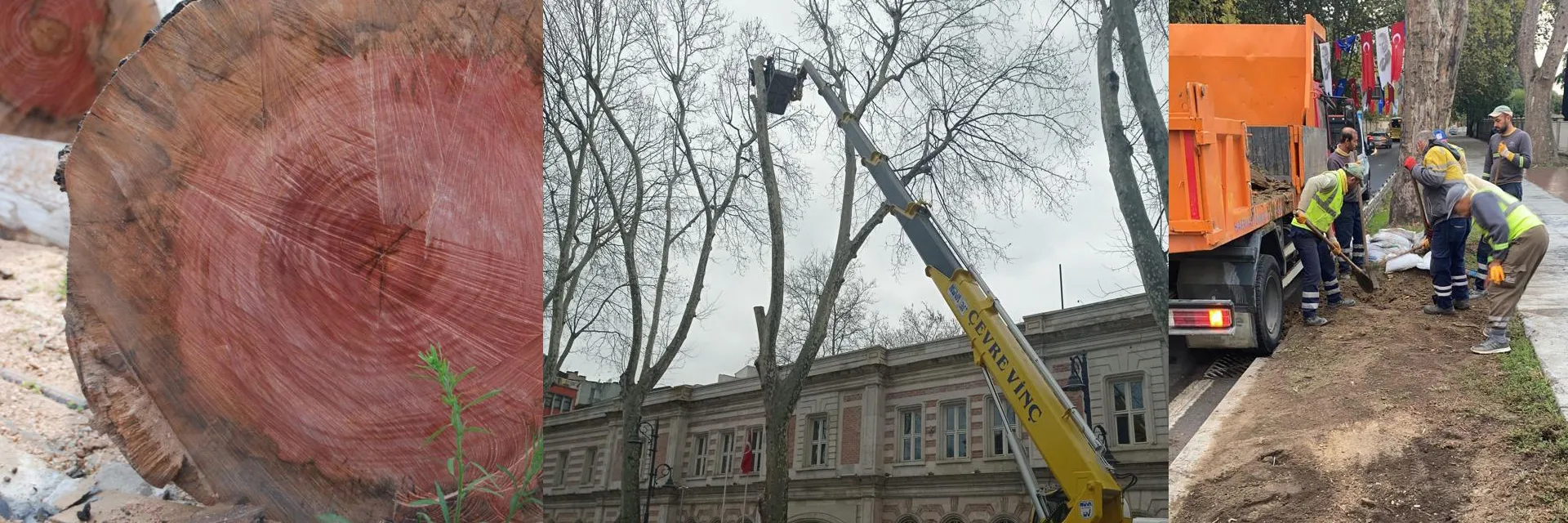 Çınar Kanseri  ve Yeşil Dokunun Korunması 
