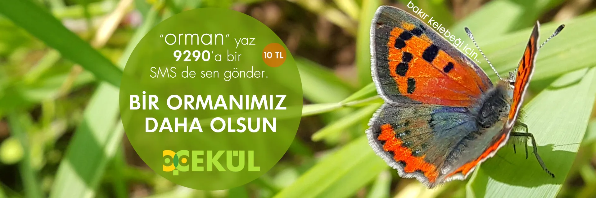 Bir Ormanımız Daha Olsun!