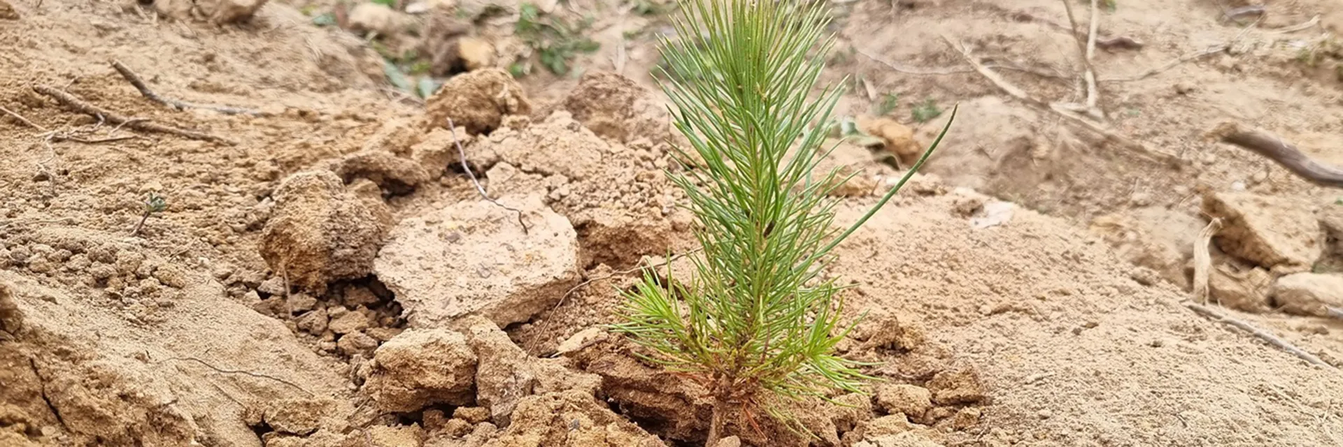 Şehrime 7 Ağaç Kampanyası, 12 Yaşında!