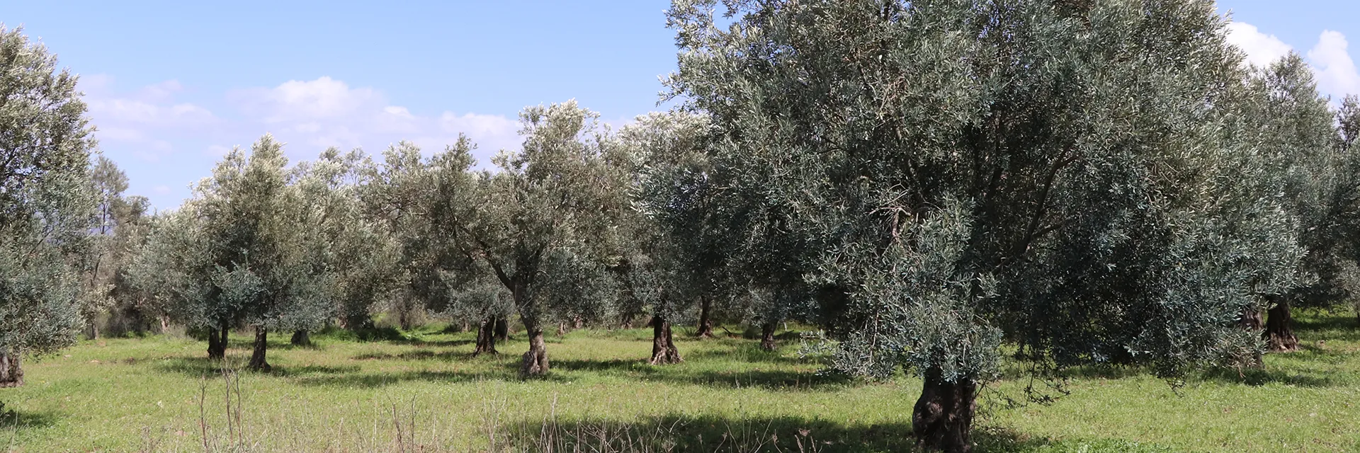 Zeytin Ağaçları Toprağıyla Birlikte Korunmalı!