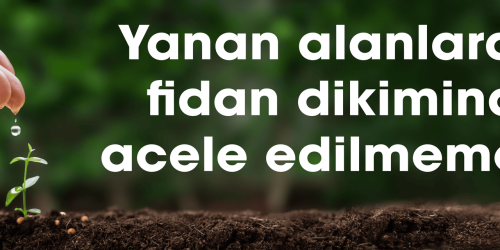 Yanan alanlarda fidan dikiminde acele edilmemeli