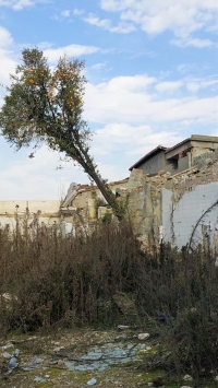 ağaç depremde yan yatmış