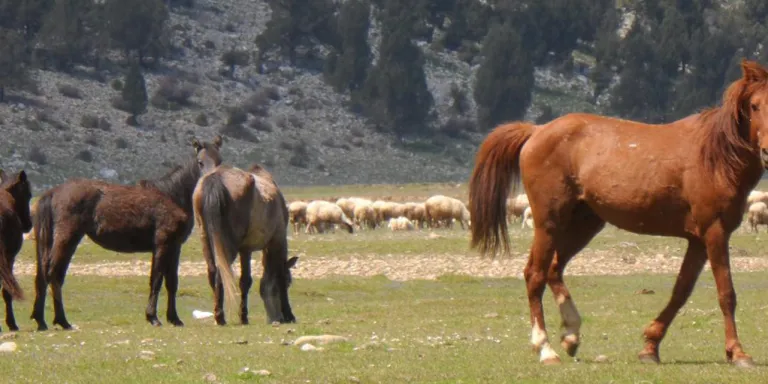 Ormana Köyü, “En İyi Turizm Köyü” Seçildi: Yörük Köyü de İyileştirme Programına Dahil Oldu.
