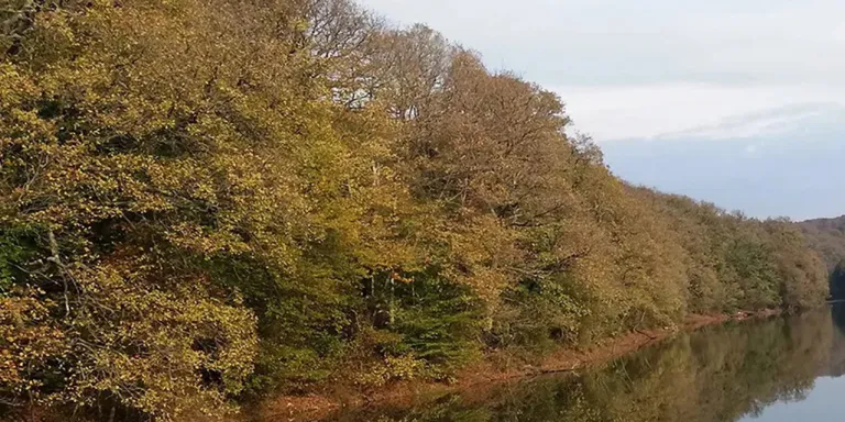 Belgrad Ormanı Statüsünün Değişimi ve Kamuoyu Bilgilendirmesi