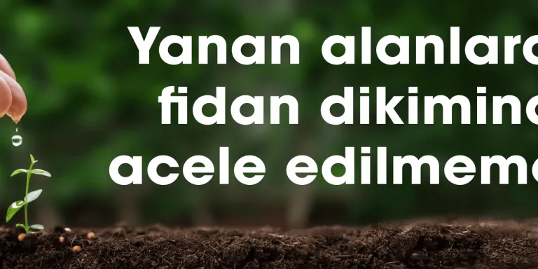 Yanan alanlarda fidan dikiminde acele edilmemeli