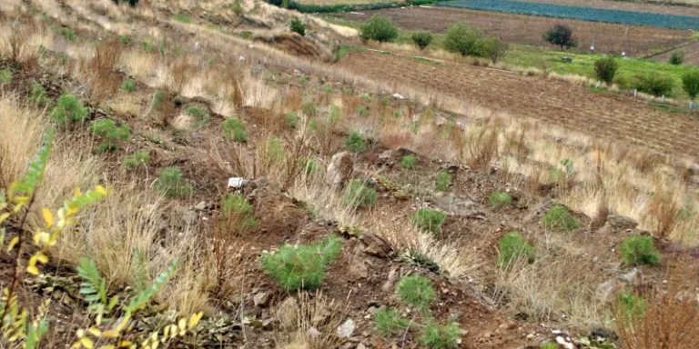 7 Ağaç Ormanları Ödemiş’te bir gün