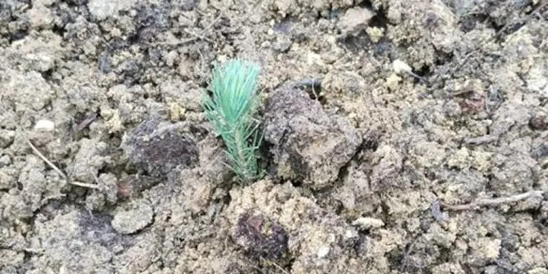 ÇEKÜL 7 Ağaç Ormanlarına 50 Bin Fidan