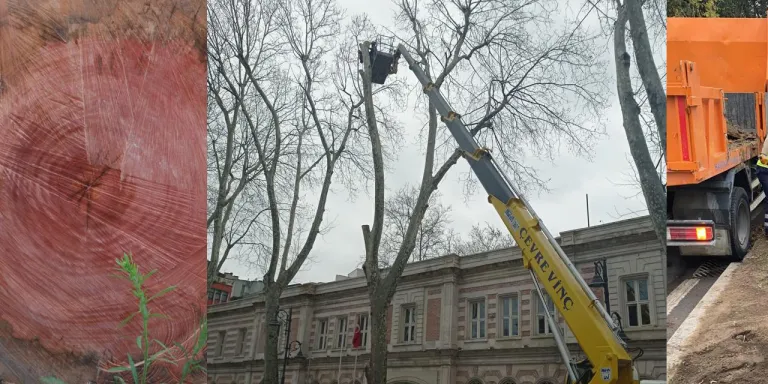 Çınar Kanseri  ve Yeşil Dokunun Korunması 
