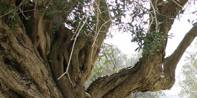 Milas'ta Zeytincilik Raporu Yayınlandı