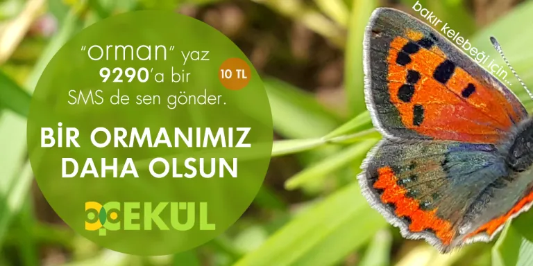 Bir Ormanımız Daha Olsun!