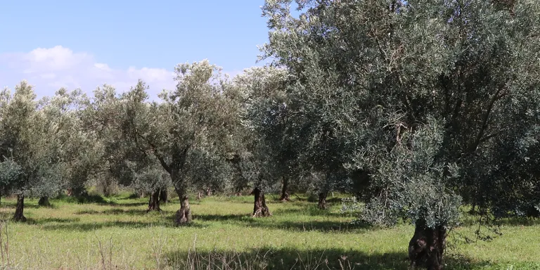Zeytin Ağaçları Toprağıyla Birlikte Korunmalı!